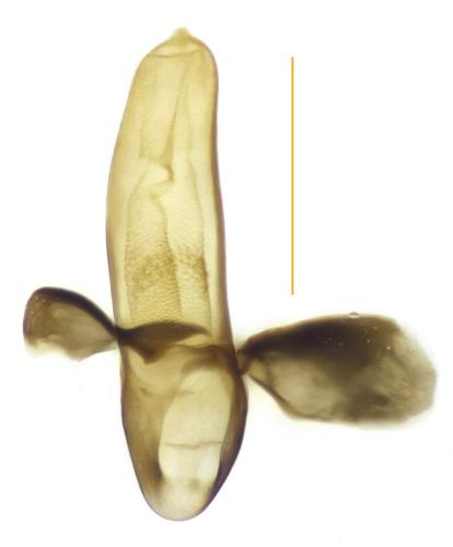 Réf. 197 401 : Acupalpus luteatus
